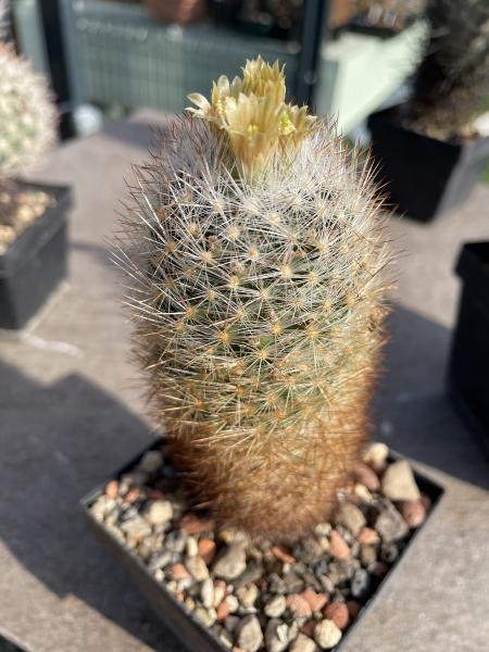 Escobaria dasyacantha